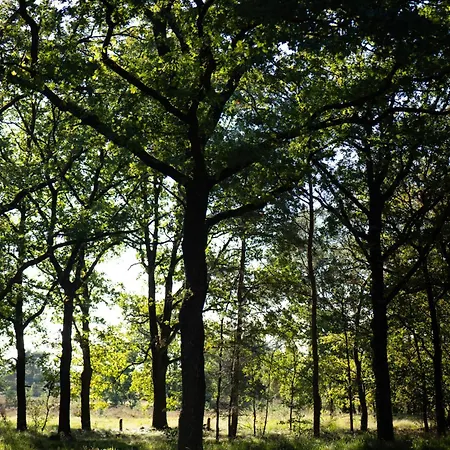 Vague Luxurious Tiny House Luxe Wellness, Spa Bad,beamer, Veluwe בית נופש
