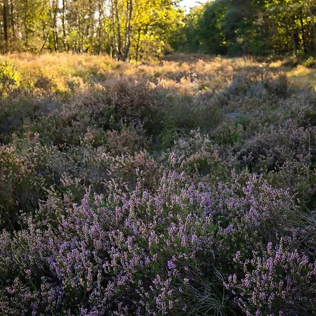 בית נופש Vague Luxurious Tiny House Luxe Wellness, Spa Bad,beamer, Veluwe *